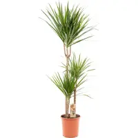 Green bubble Trendyplants - Dracaena Marginata - Drachenbaum - Zimmerpflanze - Höhe 110-130 cm - Topfgröße Ø21cm