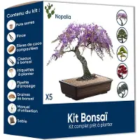 Merkloos Bonsai Set, mit Samen und Gartenset, für Zimmerpflanzen, Innendekoration
