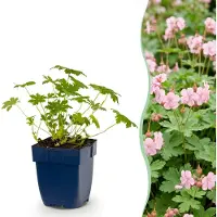 Green Boutiq - Stauden - Geranium macr. Ingwersen's Variety - Storchschnabel - Bodendecker - Hellrosa - 24 Pflanzen - Topf 11cm - Höhe 15-25cm