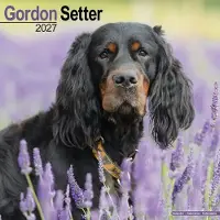 Avonside Publishing Ltd. Gordon Setter Kalender 2027