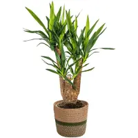 Merkloos Yucca Elephantipes mit Topf, pflegeleichte Zimmerpflanze 60-70 cm