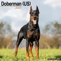 Avonside Publishing Ltd. Dobermann Kalender 2027