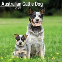 Avonside Publishing Ltd. Australian Cattle Dog Kalender 2027