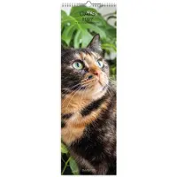 Allaluna Katzen Slimline Kalender 2027