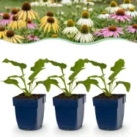 Green Boutiq - Stauden - Echinacea Tricolour - Sonnenhut - Bienen- und Schmetterlingsmagneten - Gelb - Rosa - Weiß - 12 Pflanzen - Topf 11cm - Höhe 15-25cm