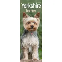 Avonside Publishing Ltd. Yorkshire Terrier Kalender 2027 Slimline