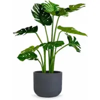 Fleur Ami Kunstpflanze mit Topf Monstera mit Topf Solco 90 cm Anthrazit
