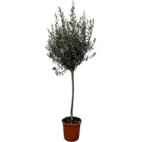 OEM Europäische Olivenbaum - 160cm - Ø24cm