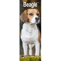 Avonside Publishing Ltd. Beagle Kalender 2027 Slimline