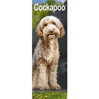 Avonside Publishing Ltd. Cockapoo Kalender 2027 Slimline