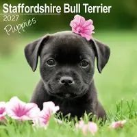 Avonside Publishing Ltd. Staffordshire Bull Terrier-Welpen Kalender 2027