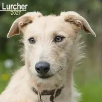 Avonside Publishing Ltd. Lurcher Kalender 2027