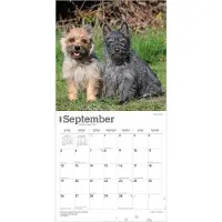 BrownTrout Cairn Terrier Kalender 2027