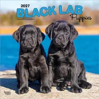 BrownTrout Labrador Retriever Schwarz-Welpen Kalender 2027