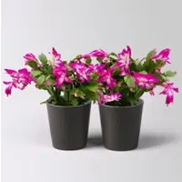 Pflanzen-Kölle Weihnachtskaktus, lila, mit Übertopf Dallas anthrazit, Topf-Ø 12 cm, 2 Pflanzen