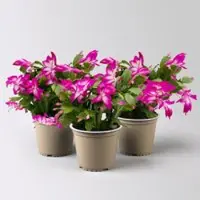 Pflanzen-Kölle Weihnachtskaktus, lila, Topf-Ø 12 cm, 3 Pflanzen