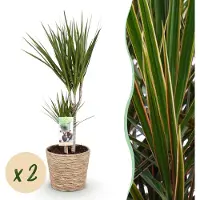Pflanzenboutique Dracaena Marginata - Drachenbaum - Pflegeleicht - mit Korb - Grün - 2 Pflanzen - 70-80cm - Ø17cm - Zimmerpflanze - Immergrün