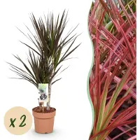 Pflanzenboutique Dracaena Magenta - Drachenbaum - Pflegeleicht - Grün - 2 Pflanzen - 70-80cm - Ø17cm - Zimmerpflanze - Immergrün