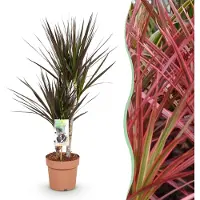 Pflanzenboutique Dracaena Magenta - Drachenbaum - Pflegeleicht - Grün - 70-80cm - Ø17cm - Zimmerpflanze - Immergrün