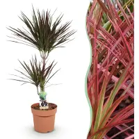 Pflanzenboutique Dracaena Magenta - Drachenbaum - Pflegeleicht - Grün - 90-100cm - Ø21cm - Zimmerpflanze - Immergrün