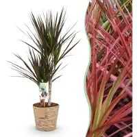Pflanzenboutique Dracaena Magenta - Drachenbaum - Pflegeleicht - mit Korb - Grün - 70-80cm - Ø17cm - Zimmerpflanze - Immergrün