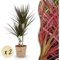 Pflanzenboutique Dracaena Magenta - Drachenbaum - Pflegeleicht - mit Korb - Grün - 2 Pflanzen - 70-80cm - Ø17cm - Zimmerpflanze - Immergrün