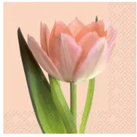 Stewo Isa rosa
