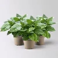 Kölle Kaffeepflanze, Topf-Ø 12 cm, 3 Pflanzen