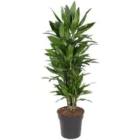Merkloos Dracaena Janet Lind Ø27 cm - 110 cm hoch