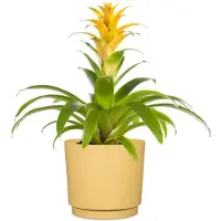 Scheurich Blumentopf Plano Matt Yellow, 25 cm