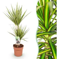 Pflanzenboutique Dracaena Sunray - Drachenbaum - Pflegeleicht - Grün - 70-75cm - Ø17cm - Zimmerpflanze - Immergrün