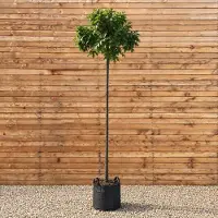 Pflanzen für Dich Sumpfeiche Kugelbaum Green Dwarf, Stammhöhe 225 cm, Stammumfang 8-10 cm - Quercus palustris Kugelbaum