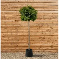 Pflanzen für Dich Amerikanischer Amberbaum Kugelform Gumball, Stammhöhe 180 cm, Stammumfang 12-14 cm - Liquidambar styraciflua Kugelbaum