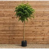 Pflanzen für Dich Kugel-Robinie Umbraculifera, Stammhöhe 180 cm, Stammumfang 8-10 cm - Robinia pseudoacacia Kugelbaum