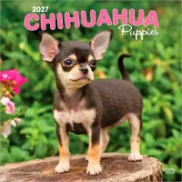 BrownTrout Chihuahua Welpen Kalender 2027