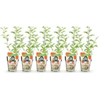 Green Boutiq GreenboutiQ - Obstpflanzen - Goji-Beere - Lycium Barbarum - Winterhart - 6 Pflanzen - Topf 9 cm - Orange - Rote Frucht