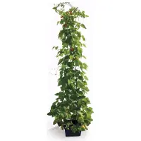 Bellissa Bohnenturm