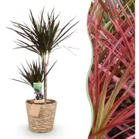 Pflanzenboutique Dracaena Magenta - Drachenbaum - Pflegeleicht - mit Korb - Grün - 90-100cm - Ø21cm - Zimmerpflanze - Immergrün