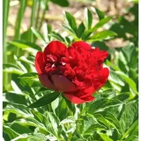 Die Nr-01.de Edel Pfingstrose Red Charm - Paeonia cultorum