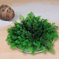 PROVENCE OUTILLAGE Die Rose von Jericho |Wüstenrose Auferstehungspflanze, Wüstenpflanze