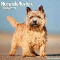 Avonside Publishing Ltd. Norwich- und Norfolk-Terrier Kalender 2027