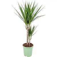 Herbie Dracaena Marginata, Drachenbaum, Zimmerpflanze, 70-80 cm, Topf 17 cm