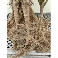 GRDplanten 10 x Hortensie - Hydrangea pan. 'Bombshell' PBR | 2-3-takken wurzelnackt
