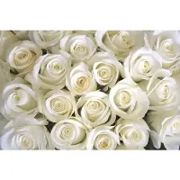 Papermoon Fototapete "White Roses", bunt, B:3,5m L:2,6m, Vlies, Tapeten, Fototapete
