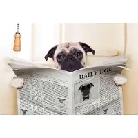 Papermoon Fototapete "Newspaper Dog", bunt, B:3,5m L:2,6m, Vlies, Tapeten, Fototapete