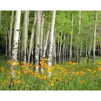 Papermoon Fototapete "Aspen Grove and Orange Wildflowers", bunt, B:3,5m L:2,6m, Vlies, Tapeten, Fototapete